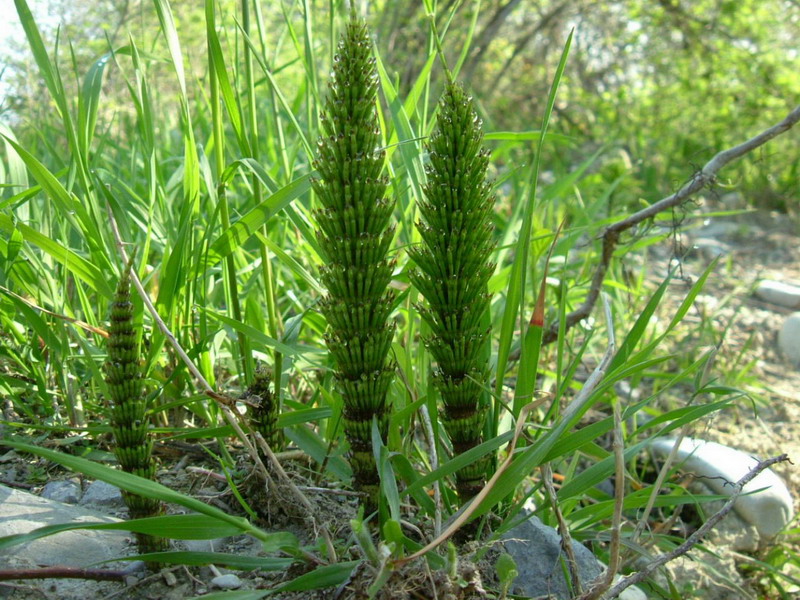 Equisetum telmateja - fusti sterili